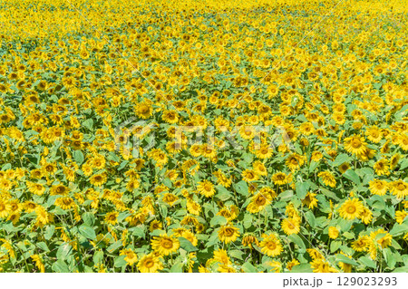 「青森県」ヒマワリ畑の風景 129023293
