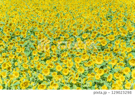 「青森県」ヒマワリ畑の風景 129023298