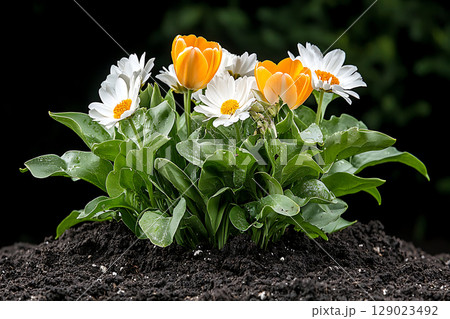 Vibrant Tulips and Daisies Blooming Together in Dark Soil Under Bright Natural Light 129023492
