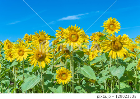 「青森県」ヒマワリ畑の風景 129023538