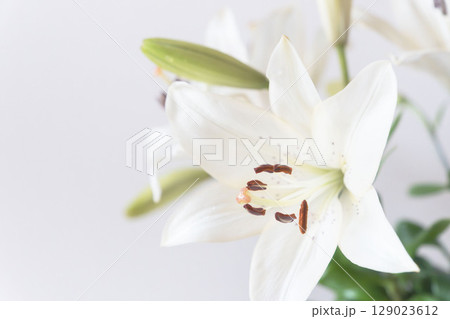 百合の白い花をグレー背景でアップ撮影33 129023612