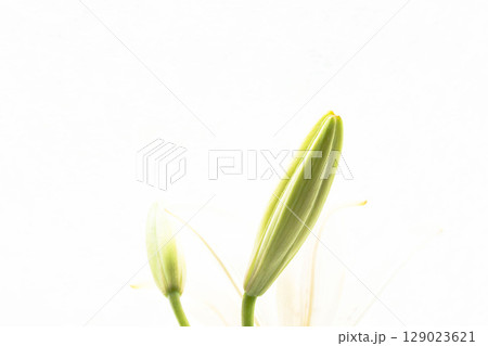 百合の蕾を白背景でマクロ撮影32 百合の蕾を白背景でマクロ撮影32 129023621