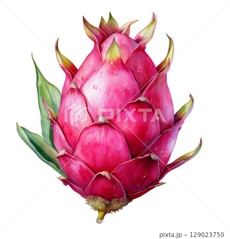 dragonfruit summer tropical fruits illustration Generative AI 129023750