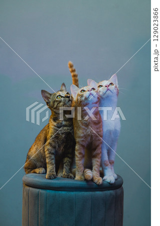 Three Curious Kittens Looking Up While Sitting on a Stool Indoors Three Curious Kittens Looking Up While Sitting on a Stool Indoors 129023866