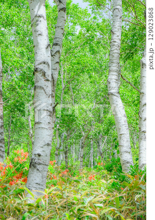 【白樺群生地】新緑とレンゲツツジ【八千穂高原】 129023868