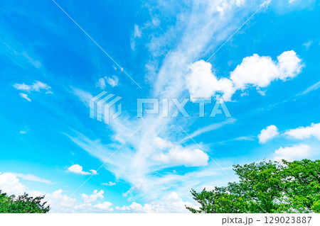 青空と雲と木立 129023887