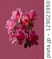 Pink Azalea Blossom Cluster 129023950