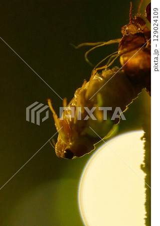 真夜中にひっそりと羽化するセミの様子 真夜中にひっそりと羽化するセミの様子 129024109