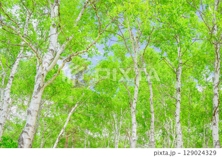 【白樺群生地】新緑の森【八千穂高原】 129024329