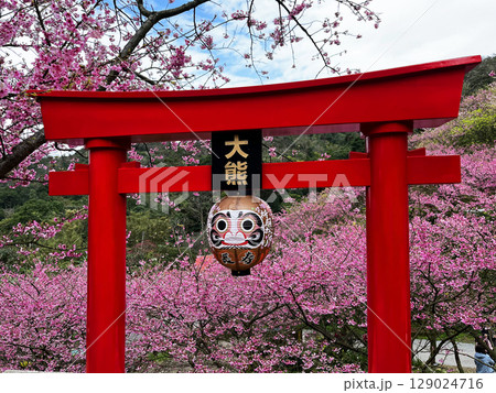 桜 さくら サクラ 129024716