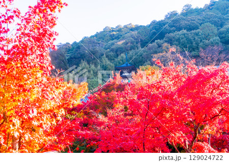 紅葉の永観堂　京都 129024722