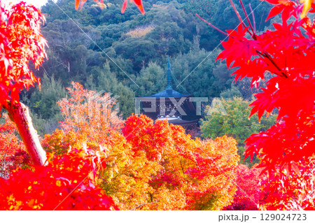 紅葉の永観堂　京都 129024723