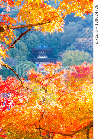 紅葉の永観堂 京都 紅葉の永観堂 京都 129024726
