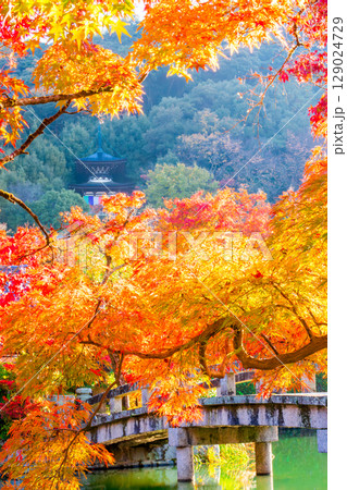 紅葉の永観堂　京都 129024729