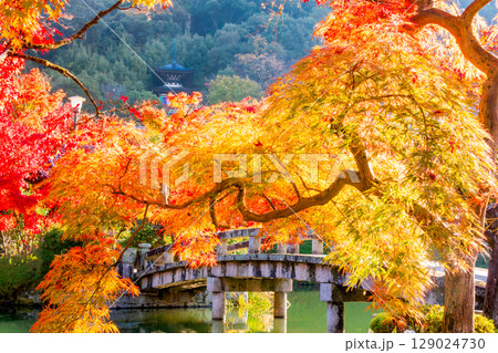 紅葉の永観堂 京都 紅葉の永観堂 京都 129024730