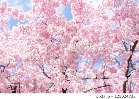 満開の桜 129024733