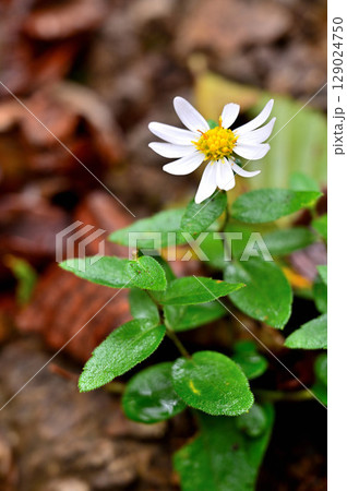 御坂山地の雪頭ヶ岳にて　シロヨメナ 129024750