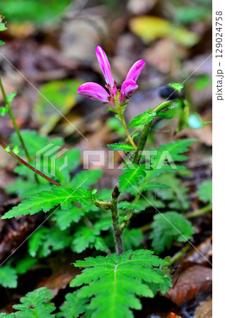 御坂山地の鍵掛にて　ハンカイシオガマ 129024758