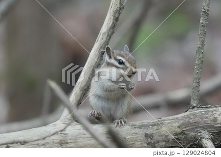 木の上でくつろぐシマリス 木の上でくつろぐシマリス 129024804