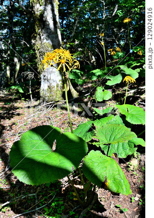 御坂山地の黒岳　キク科　マルバダケブキ 129024916