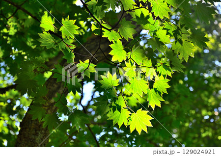 御坂山地の黒岳　カエデの森 129024921