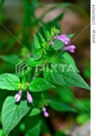 御坂山地の府駒山 ママコナ 御坂山地の府駒山 ママコナ 129024924