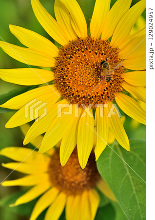 向日葵の花 129024957