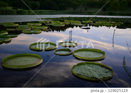 水面に映る空と巨大なハスの葉 水面に映る空と巨大なハスの葉 129025129
