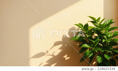 beige wall and green plant with glossy leaves, casting soft, elongated shadows beige wall and green plant with glossy leaves, casting soft, elongated shadows 129025334