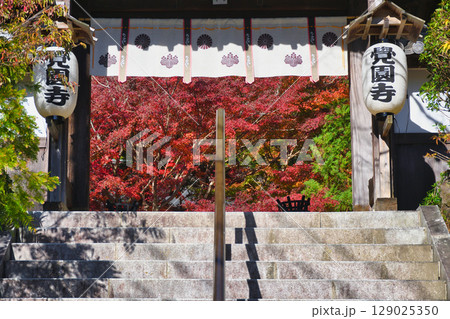 鎌倉 覚園寺の美しい紅葉（神奈川県鎌倉市） 129025350