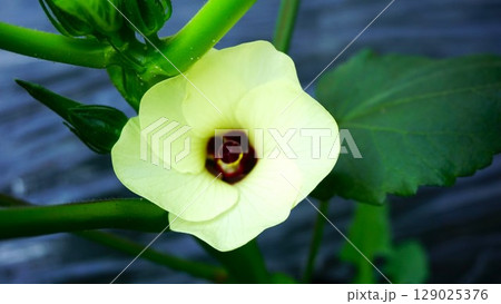 オクラの花 129025376