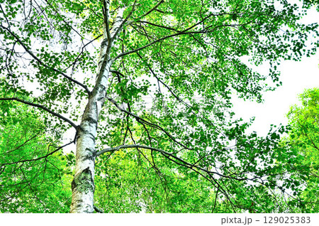 山梨県笛吹市　御坂山地　夏の緑のシラカバ 129025383