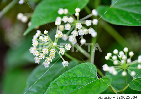御坂山地の黒岳　イケマ 129025384