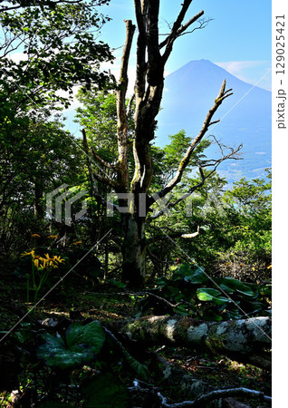 御坂山地の黒岳の森から眺める夏の富士山 御坂山地の黒岳の森から眺める夏の富士山 129025421