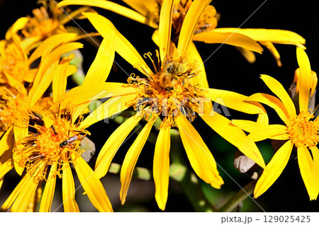 御坂山地の黒岳　マルバダケブキ 129025425