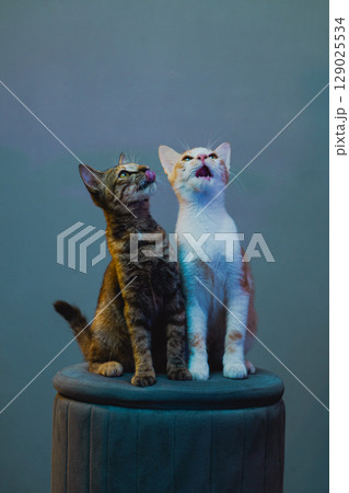 Two cute cats licking their lips while sitting side by side on a stool in colorful studio light Two cute cats licking their lips while sitting side by side on a stool in colorful studio light 129025534