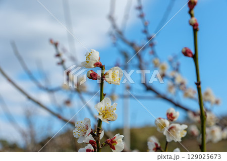 澄んだ青空に映える白梅のつぼみと花 澄んだ青空に映える白梅のつぼみと花 129025673