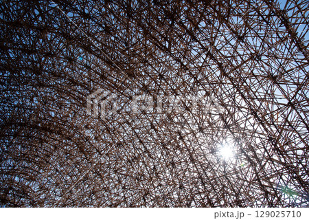 日差しが差し込む葦のトンネル 129025710