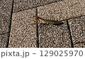 石畳の道を歩くカマキリ[かまきり・蟷螂] 129025970