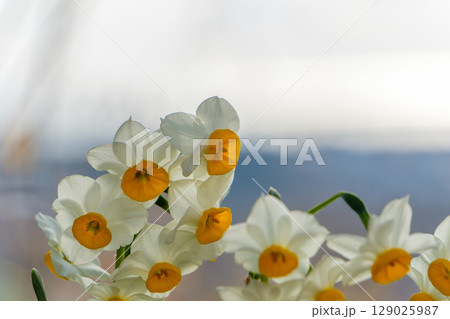 冬の光に包まれた日本水仙の花束 冬の光に包まれた日本水仙の花束 129025987