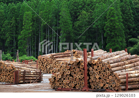 伐採され積み上げられた木材 129026103