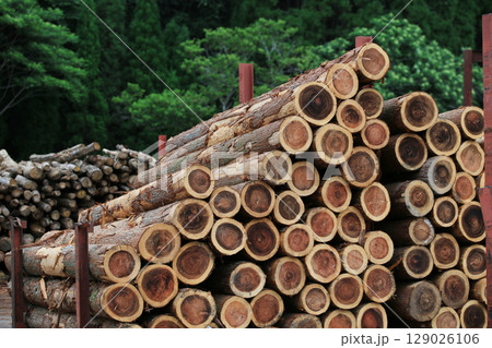 伐採され積み上げられた木材 129026106