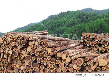 伐採され積み上げられた木材 129026118