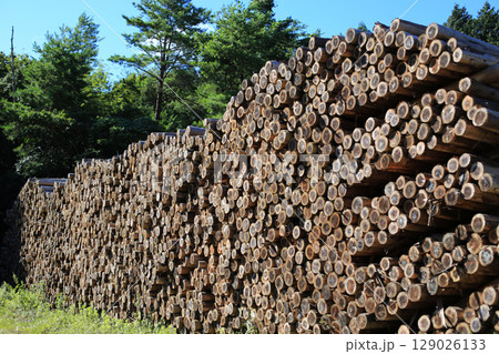 伐採され積み上げられた木材 伐採され積み上げられた木材 129026133
