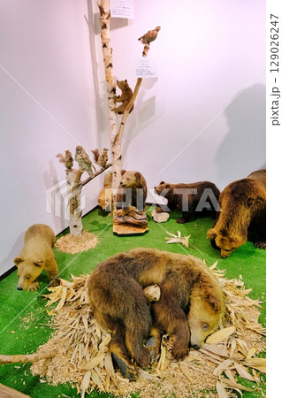 のぼりべつクマ牧場の風景 のぼりべつクマ牧場の風景 129026247