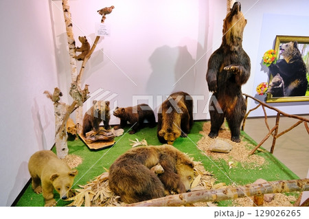 のぼりべつクマ牧場の風景 129026265