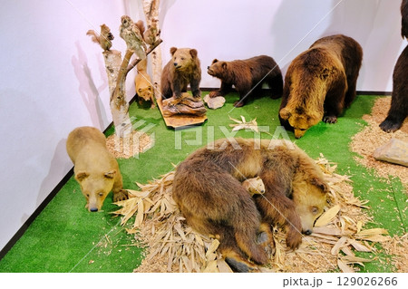 のぼりべつクマ牧場の風景 のぼりべつクマ牧場の風景 129026266