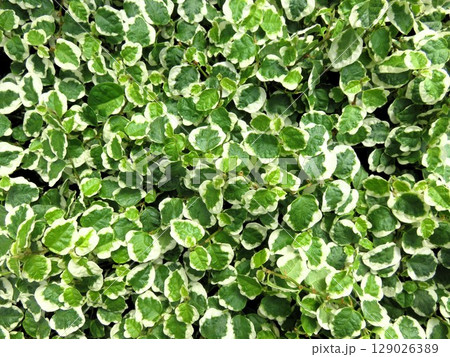 フィカス　プミラ 129026389