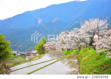 三重県　津市　三多気の桜 129026398