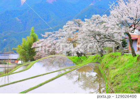 三重県　津市　三多気の桜 129026400